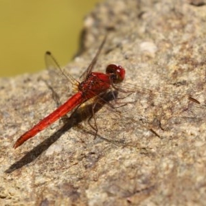 Diplacodes haematodes at Molonglo Valley, ACT - 4 Nov 2020