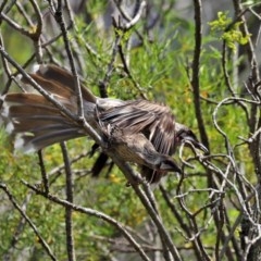 Anthochaera carunculata (Red Wattlebird) at ANBG - 3 Nov 2020 by RodDeb