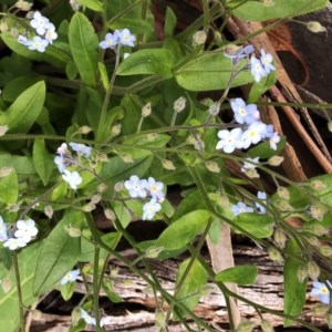 Myosotis laxa subsp. caespitosa at Hughes Garran Woodland - 30 Oct 2020