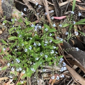 Myosotis laxa subsp. caespitosa at Hughes Garran Woodland - 30 Oct 2020