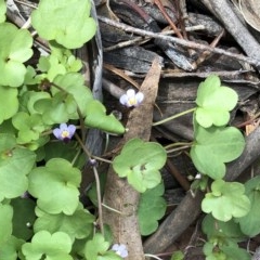 Cymbalaria muralis subsp. muralis (Ivy-leaved Toadflax) at Garran, ACT - 29 Oct 2020 by ruthkerruish