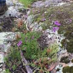 Arthropodium minus (Small Vanilla Lily) at Black Flat at Corrowong - 5 Nov 2020 by BlackFlat