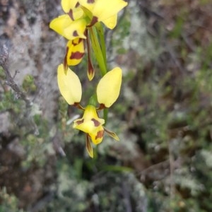 Diuris sulphurea at Corrowong, NSW - suppressed