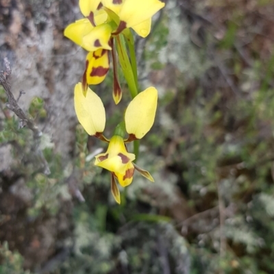 Diuris sulphurea (Tiger Orchid) at Corrowong, NSW - 5 Nov 2020 by BlackFlat