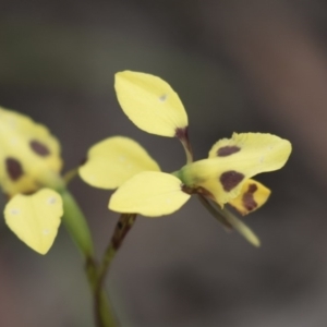 Diuris sulphurea at Bruce, ACT - 29 Oct 2020