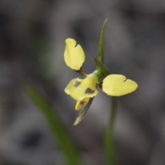 Diuris sulphurea (Tiger Orchid) at Bruce, ACT - 29 Oct 2020 by AlisonMilton