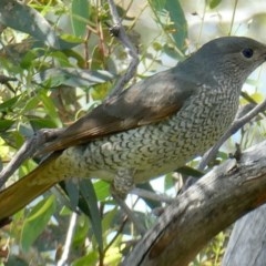 Ptilonorhynchus violaceus (Satin Bowerbird) at Deakin, ACT - 2 Nov 2020 by AdventureGirl