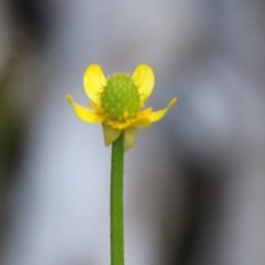 Ranunculus lappaceus (Australian Buttercup) at Mongarlowe River - 4 Nov 2020 by LisaH