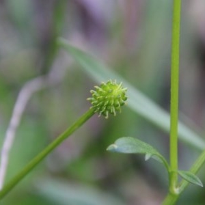 Ranunculus lappaceus at Mongarlowe, NSW - suppressed