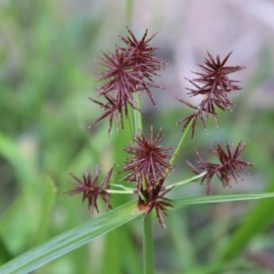 Cyperus congestus at suppressed - 4 Nov 2020