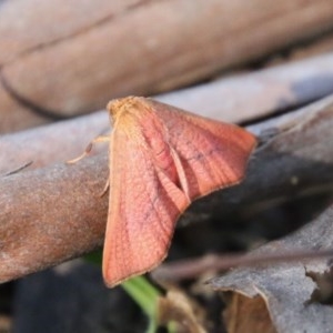 Aglaopus pyrrhata at Mongarlowe, NSW - suppressed