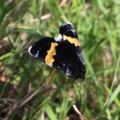 Eutrichopidia latinus (Yellow-banded Day-moth) at Mongarlowe, NSW - 4 Nov 2020 by LisaH