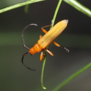 Stenoderus concolor at Acton, ACT - 1 Nov 2020