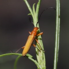 Stenoderus concolor at Acton, ACT - 1 Nov 2020 11:17 AM