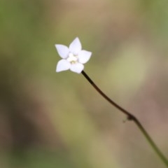 Wahlenbergia sp. (Bluebell) at Mongarlowe, NSW - 4 Nov 2020 by LisaH