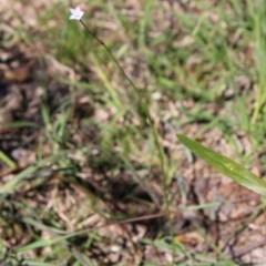 Wahlenbergia sp. at Mongarlowe, NSW - suppressed