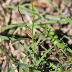 Wahlenbergia sp. at Mongarlowe, NSW - 4 Nov 2020