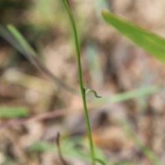 Wahlenbergia sp. at Mongarlowe, NSW - 4 Nov 2020