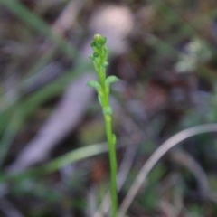 Microtis (genus) (onion orchids) at Mongarlowe, NSW - 4 Nov 2020 by LisaH