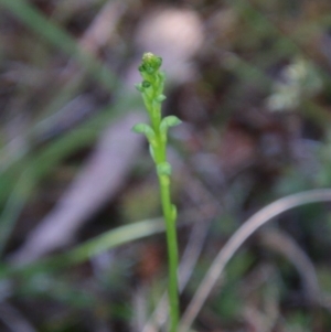 Microtis sp. at Mongarlowe, NSW - 4 Nov 2020