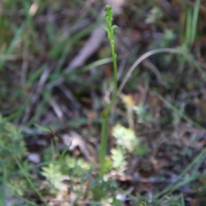 Microtis sp. at Mongarlowe, NSW - 4 Nov 2020