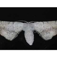 Circopetes obtusata (Grey Twisted Moth) at Ainslie, ACT - 4 Nov 2020 by jbromilow50