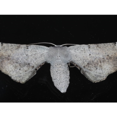 Circopetes obtusata (Grey Twisted Moth) at Ainslie, ACT - 4 Nov 2020 by jbromilow50