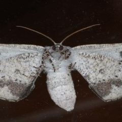 Circopetes obtusata at Ainslie, ACT - 4 Nov 2020 08:45 PM