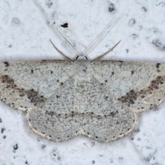 Taxeotis intextata (Looper Moth, Grey Taxeotis) at Ainslie, ACT - 4 Nov 2020 by jb2602