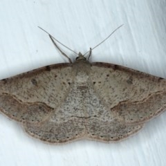 Taxeotis stereospila (Taxeotis stereospila) at Ainslie, ACT - 4 Nov 2020 by jb2602