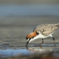 Anarhynchus ruficapillus (Red-capped Plover) at Tathra, NSW - 3 Nov 2020 by Leo