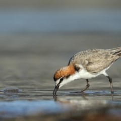 Anarhynchus ruficapillus (Red-capped Plover) at Tathra, NSW - 4 Nov 2020 by Leo