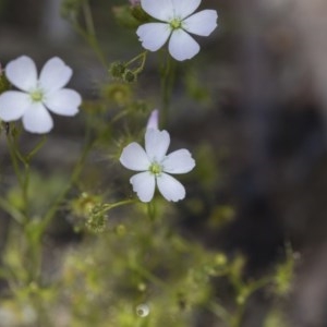 Drosera gunniana at Bruce, ACT - 13 Oct 2020 11:44 AM