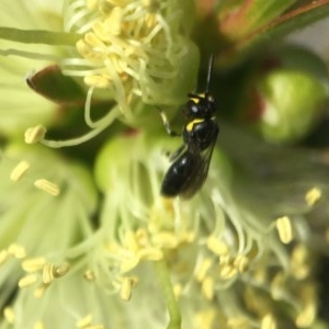 Hylaeus (Gnathoprosopoides) bituberculatus at Red Hill, ACT - 2 Nov 2020