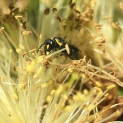 Hylaeus (Gnathoprosopoides) bituberculatus at Acton, ACT - 2 Nov 2020