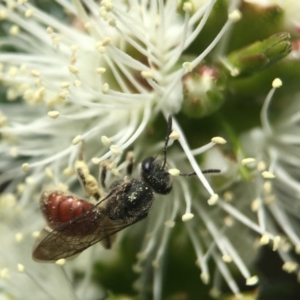 Lasioglossum (Parasphecodes) sp. (genus & subgenus) at Acton, ACT - 2 Nov 2020