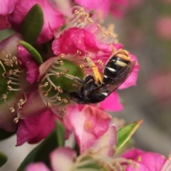 Lipotriches (Austronomia) ferricauda (Halictid bee) at Acton, ACT - 2 Nov 2020 by PeterA