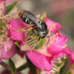 Lipotriches (Austronomia) ferricauda at Acton, ACT - 2 Nov 2020