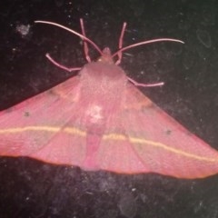 Oenochroma vinaria (Pink-bellied Moth, Hakea Wine Moth) at Kambah, ACT - 3 Nov 2020 by RosemaryRoth