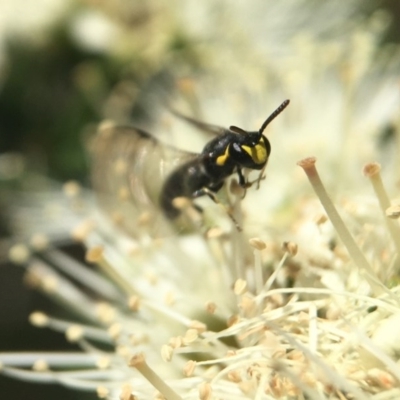 Hylaeus (Gnathoprosopoides) bituberculatus (Hylaeine colletid bee) at Acton, ACT - 2 Nov 2020 by PeterA