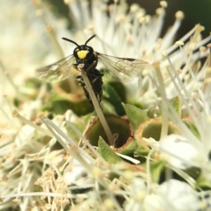 Hylaeus (Gnathoprosopoides) bituberculatus at Acton, ACT - 2 Nov 2020