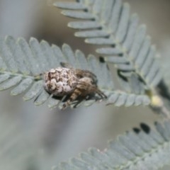 Araneus hamiltoni (Hamilton's Orb Weaver) at Bruce, ACT - 13 Oct 2020 by AlisonMilton