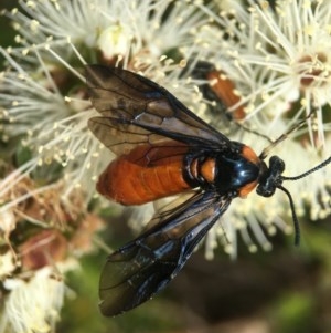 Lophyrotoma interrupta at Acton, ACT - 2 Nov 2020