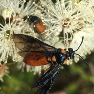 Lophyrotoma interrupta at Acton, ACT - 2 Nov 2020