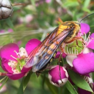 Catocheilus sp. (genus) at Acton, ACT - 2 Nov 2020