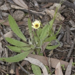 Tolpis barbata at Bruce, ACT - 13 Oct 2020