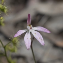 Caladenia fuscata at Bruce, ACT - suppressed