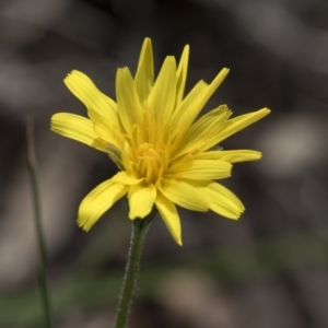 Microseris walteri at Gossan Hill - 13 Oct 2020