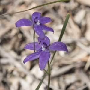 Glossodia major at Bruce, ACT - suppressed