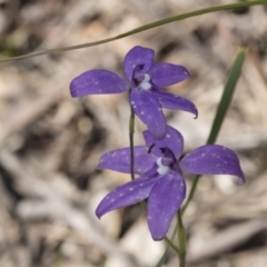 Glossodia major at Bruce, ACT - suppressed